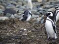 Výlet na ostrov Isla Magdalena – k hniezdisku 150 tisíc tučniakov magellanských.
foto: Jozef Zelizná