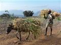 Tradičný a jednoduchý život v Eritrei. Luboš Fellner - BUBO