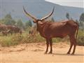 Rwanda je aj domovom mohutného, rohatého dobytka