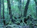 Prejdeme sa samovražedným lesom Aokigahara.
Foto: BUBO archív