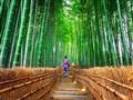 Prechádzka nádherným bambusovým pralesom v luxusnej časti Arašijama.
foto: BUBO archív