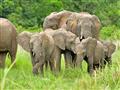 Slony žijú v skupinách, ktoré sú tvorené samicami a mláďatami. Mladé samce odchádzajú v pubertálnom 