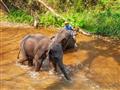 Na slonoch v Thajsku nejazdíme, zato si s nimi užijeme dokonalé dobrodružstvo pri ich kúpaní. Toto b