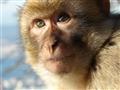Gibraltár je jediným miestom Európy, kde sa môžete stretnúť so žijúcimi opicami makakmi