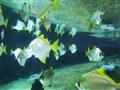 Pestrofarebné ryby budú pútať náš zrak pri prehliadke podmorského sveta. foto?: Peter DROBA — BUBO