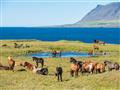Aj v týchto oblastiach Islanďania chovajú svoje slávne kone. Cestou po polostrove Ssaefellsnes na ne