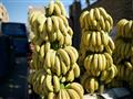 Aj sladučké banány sú odtiaľto z Egypta. Na ovocí zozbieranom z brehov rieky Níl cítiť ohromný rozdi