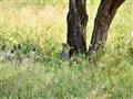 Vo vysokej tráve sa niektoré zvieratá ťažko hľadajú. Gepard je jedným z nich. Keď odpočíva a leží na