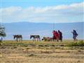 Ngorongoro je aj projektom, kde žijú veda seba masaji tradičným životom a divá zver. Často ich v obd