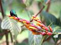 Kolibríky v záhrade nášho ubytovania vo Village of Nono. foto: Lorena Tapia de Morillo - BUBO