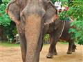 Stretnutie so slonmi sa premení na veľký zážitok