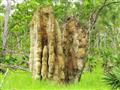 Jedny z najväčších termitísk, ktoré na našej planéte môžete vidieť. Sú mnohokrát vyššie ako 2 metre 