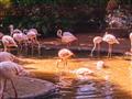 Vtáčí park Iguazú, kde vtáky voľné lietajú. Uvidíme tu napr. tukany, papagáje, plameniaky a ak budem