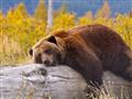 Medveď hnedý - grizly je väčší a plachejší ako baribal. Sú ale miesta kde sa vidieť dajú
