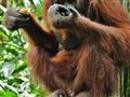 Orangutany majú na ostrove Borneo svoj domov