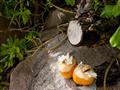 Malebné zákutia, čerstvý kokos. Ochutíte si ho tmavým Takamaka Bay?
foto: Ľuboš FELLNER – BUBO