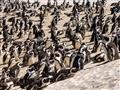 Simons Town - kolónia tučniakov v národnom parku Boulders. foto: Tomáš Hulík - BUBO