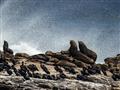 V zálivoch a pobrežných oblastiach Kapského mesta sa na skalách usadili kolónie uškatcov, ktoré priť