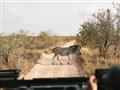 Keď vyrazíte na safari, budete nadšení z každého zvieraťa, ktoré stretnete. Foto: Archív - BUBO