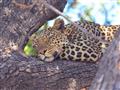 Leopardy zasa najčastejšie odpočívajú v korunách stromov alebo v kríkoch na zemi. Foto: Stanislav Ci