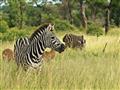 Zebry sú atraktívne už na prvý pohľad. Sú čierne, alebo biele s pruhmi? Foto: Františk Kekely - BUBO