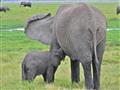 Malé sloníča je počas svojho dospievania stále s matkou. Slony majú veľmi silné rodinné putá a mláďa