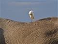 Volavka dobytčia žijúca v spoločenstve veľkých zvierat afrického parku.  Foto: Martin Karniš - BUBO