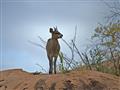 Skalolez je malá antilopa, ktorá sa zdržiava výhradne na skalách. Je teritoriálna a na pohyb po zdan