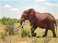 V Tsavo east nás vítajú prvé červené slony. Zafarbené sú miestou hlinou, ktorá je červená a slony ju