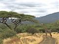 Žirafie samce merajú približne 4,5 metra. Koľko meria ich jazyk, aké veľké srdce majú, koľko majú kr