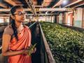 Srí Lanka, či Cejlón je typická najlepším čajom na svete. Odtrhneme si čerstvé lístky na plantáži, n