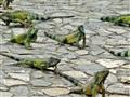 Neskutočná fauna, ako ju videl Darwin.