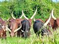 /uploads/usr/10908/zajazdy/uganda/mm_dsc_3290.jpg