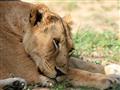 Sú jedným z najhlavnejších cieľov fotoaparátov počas safari, ale v zásade sú jednými z 