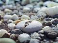 Fascinujúce púštne rastliny rodu Lithops, ktorým sa hovorí aj kvitnúce kamene. Na niektoré potrebuje
