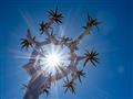 Jedinečná rastlina aloe rázsochovitá (Aloe dichotoma), ktorá je prispôsobená tunajším podmienkam veľ