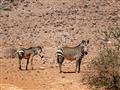 Vzácnosťou je zebra horská, ktorá už žije iba na málo miestach južnej Afriky. Oblasť Fish river cany