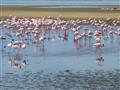 Jedným z miest, ktoré v Namíbii navštívime, bude WALVIS BAY a zátoka, ktorú sezónne obývajú tisícky 