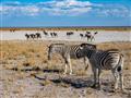 Etosha je perla medzi národnými parkami. 4.600km2 z jej 22,5 tisícovej rozlohy tvorí biela, soľná pa