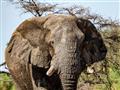 Etosha je jedným z najlepších safari v Afrike. Slané jazerá, zelená savana, rozľahlé akácie, zvuky z
