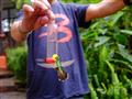 V hmlovom lese v oblasti Nono nájdeme aj takúto farmičku s kolibríkmi. Foto: Katarína Líšková - BUBO