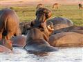Lake Nakuru - V jazere a v prítokoch žije množstvo hrochov