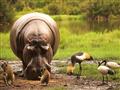 Lake Nakuru - Hrochy vyzerajú pokojne, ale sú najnebezpečnejšími zvieratami v Afrike