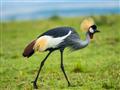 Lake Nakuru - Žeriavy podobne ako bociany majú radi vodu a mokrade
