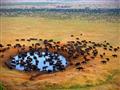 Lake Nakuru - V parku je najpočetnejším zvieraťom byvol africký