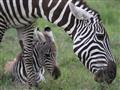 ebry na rozdiel od pakoní majú mláďatá počas celého roka. Každá zebra má unikátne pruhovanie. Na ide