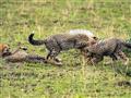 Masai Mara - Niekedy sa podarí vidieť viac. Komunikujte so svojim sprievodcom!