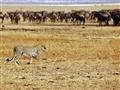 Masai Mara - Kto z koho. Tvrdšie než kapitalizmus