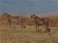 Masai Mara - S istotou predátora