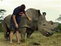 Ol Pejeta Reserve. Jeden z posledných žijúcich nosorožcov tuponosých severných. Tento poddruh je už 